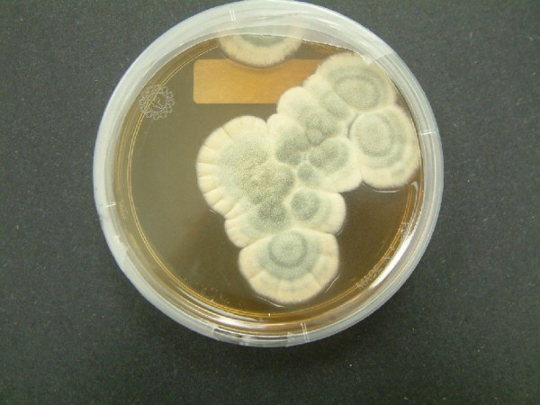 研究人員利用真菌來(lái)提取廢舊電池中的金屬材料